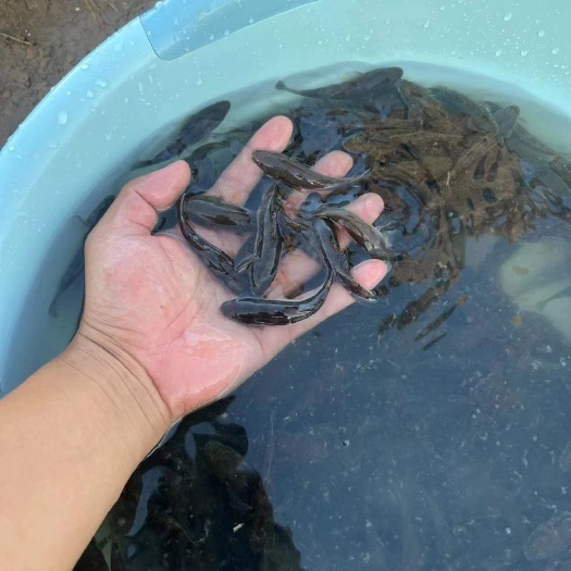 江门笋壳鱼种苗