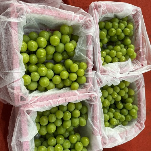 会泽县云南阳光玫瑰