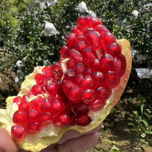 攀枝花籽软，皮溥，籽红
