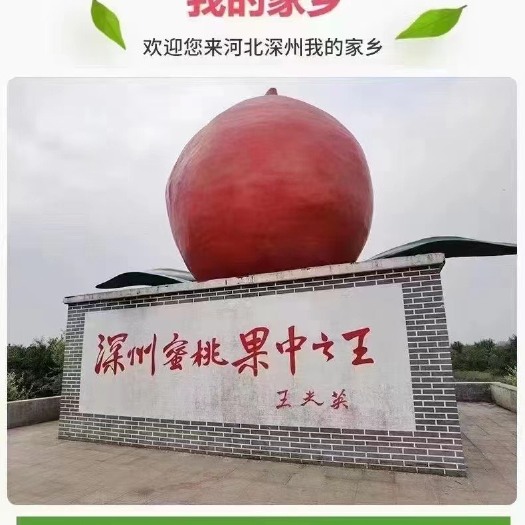 深州市深州西马庄蜜桃，个头硕大，汁甜如蜜，有独特的蜜香