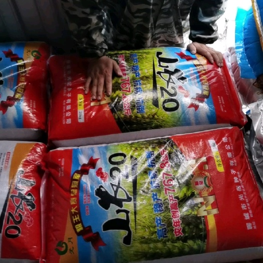 山农20双国审品种抗病抗倒不减产