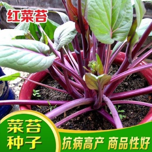 【今年新种】十月红菜苔种子过冬蔬菜春季秋季种植阳台抗病寒种籽