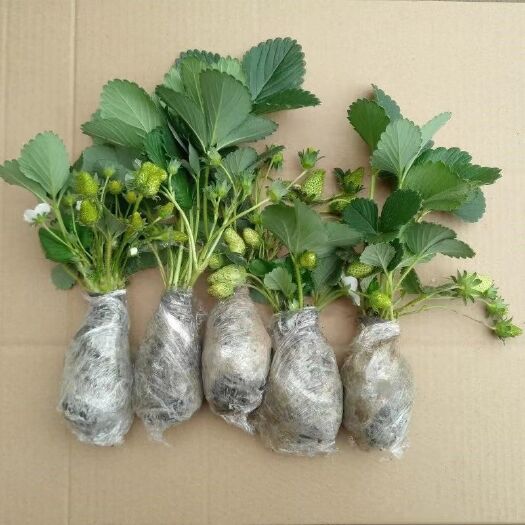 沭阳县草莓苗