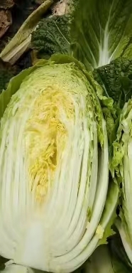 旬邑县精品黄心大白菜，产地出品，价格实惠，质量有保障！
