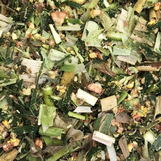 河北全珠青储玉米，甜玉米秸秆，黄储，长年大量供应一手货源