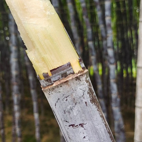 广西黑皮甘蔗爆汁甜大量供应