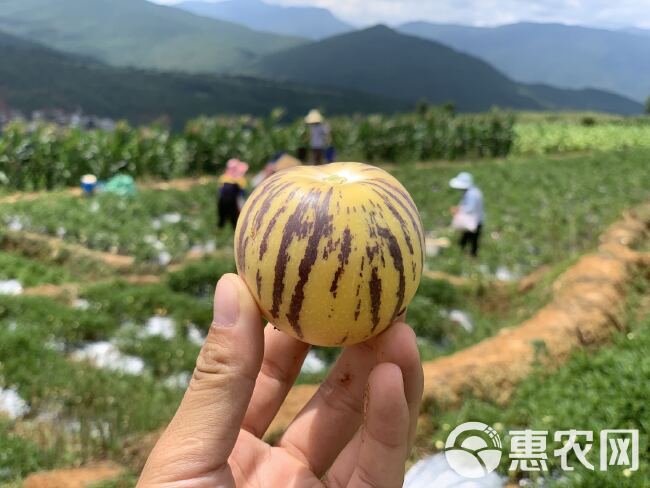 【社区团购专属】复购最高的口感纯甜石林风化石人参果树上自然熟