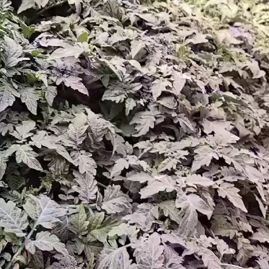 寿光市西红柿苗