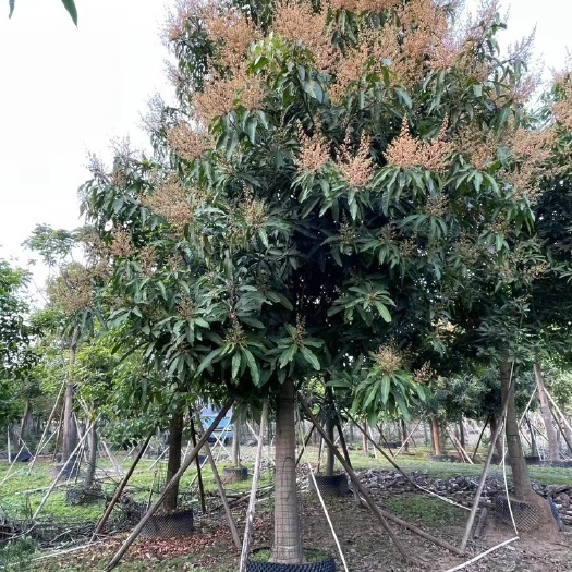 揭阳芒果树，12分，15分，18分