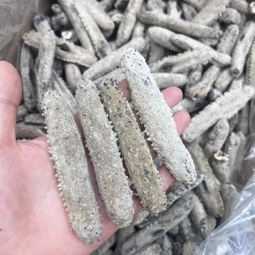 广州海参批发冲子刺参15-70头泡发13倍厚肉打推荐好货高品质质