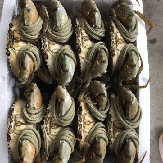 汕头汕头牛田洋青蟹，肉蟹，膏蟹。供应各饭店用蟹，潮汕本地生腌用蟹
