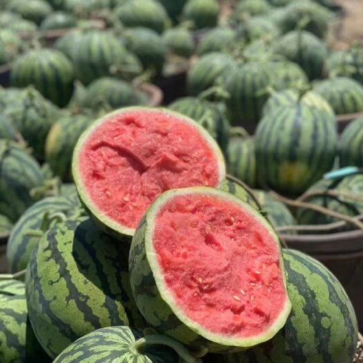 无籽美都麒麟西瓜大量成熟保质保量货源充足价格便宜