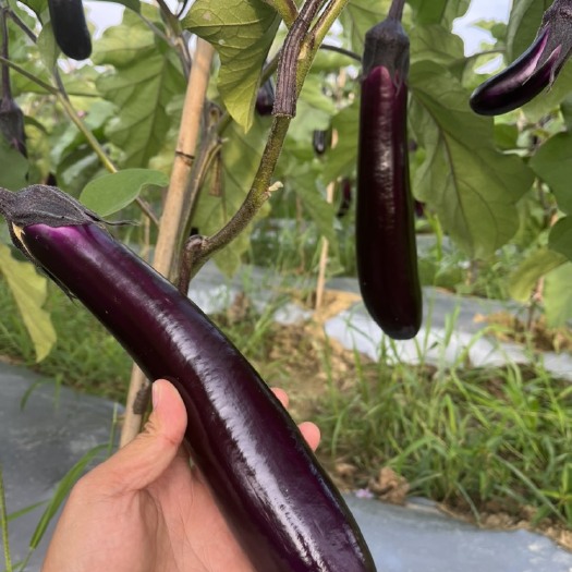 麻江县基地烧烤茄，想走通货，或者进加工厂