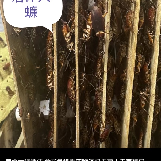 东莞市美州大蠊