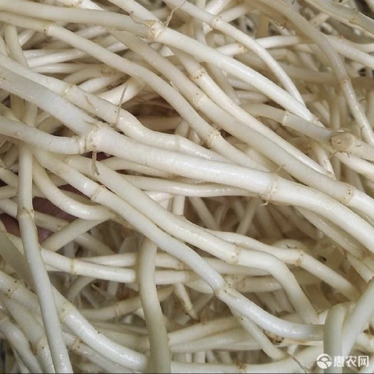 当阳市优质鱼腥草、折耳根