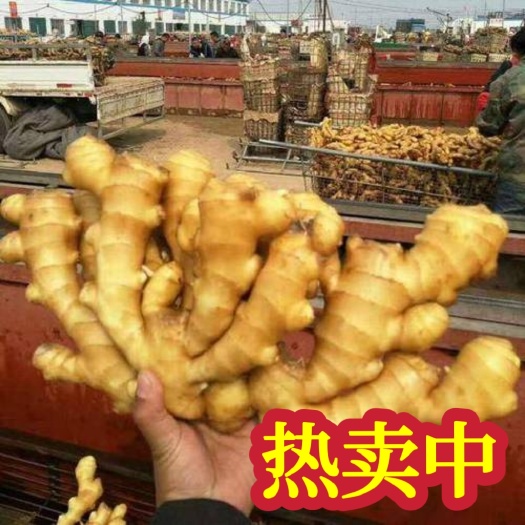 沂水县优质大黄姜产地直供 一手货源辣味十足块头大，颜色好