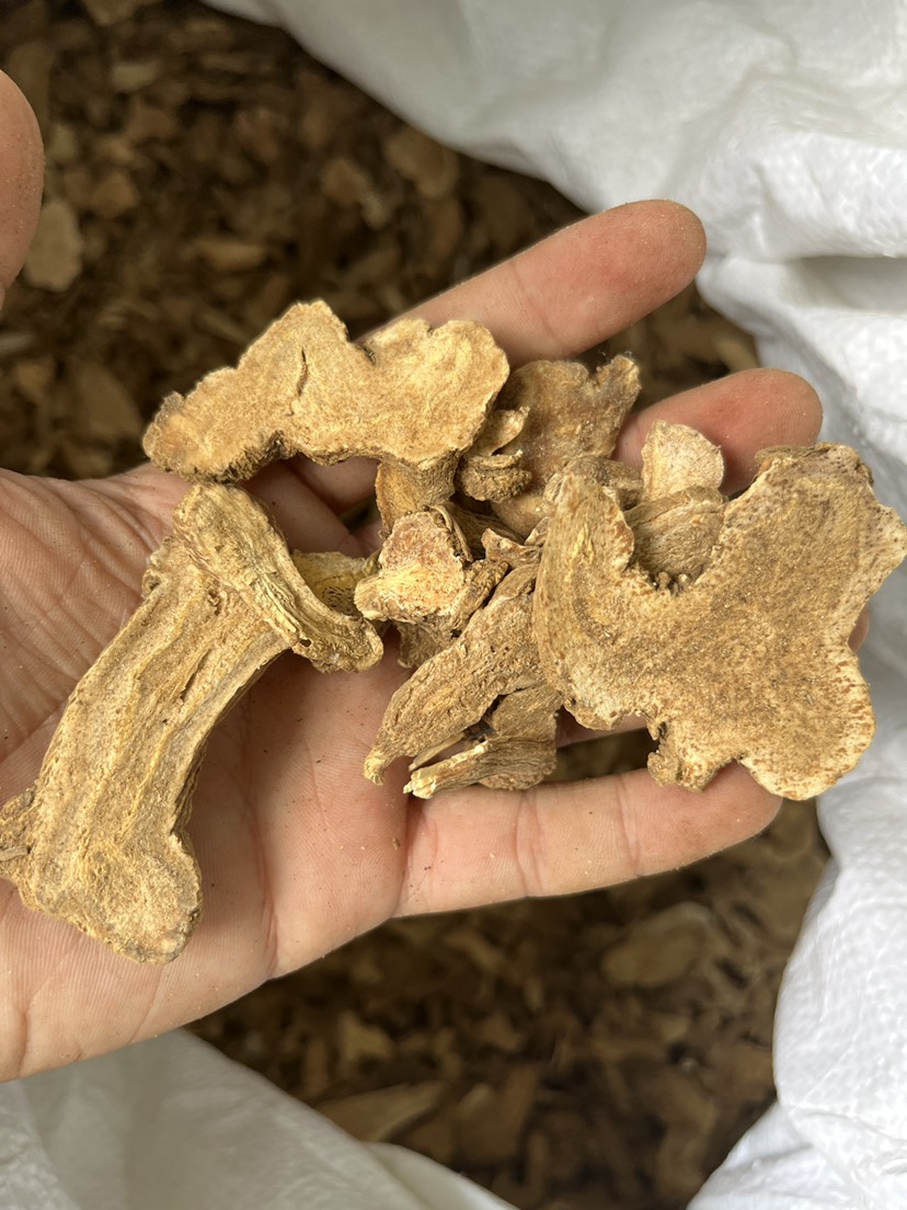 樟树市白术片无硫浙白术冬白术 白术粉白术个炒白术