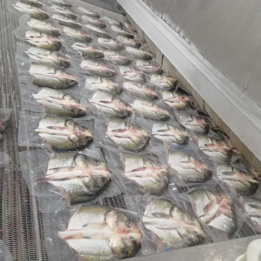 冰鲜魚头热销中，500-1500克真空包装白鲢鱼头