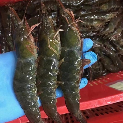 泰虾。21/25-31/35规格齐全