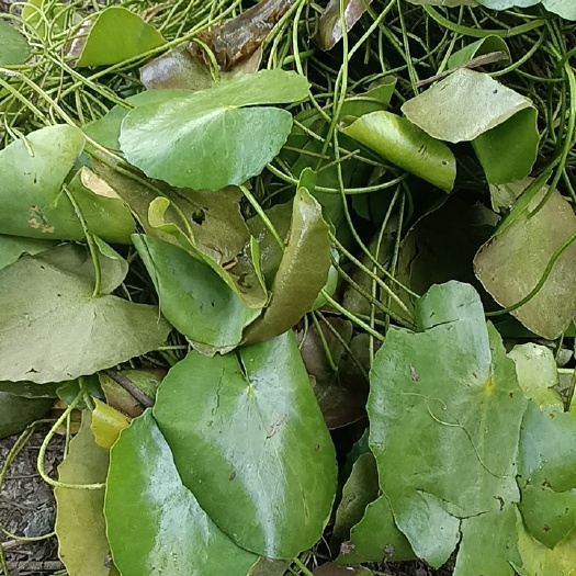 微山县荇菜