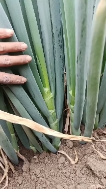 开鲁县大葱