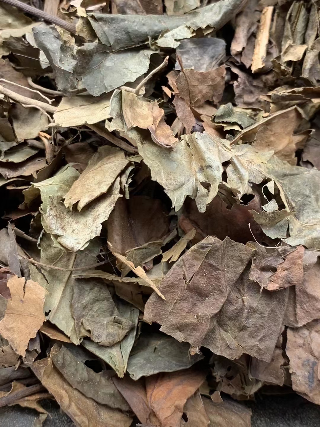 玉林长期供应｛九节茶肿节风｝可批量可零售量大从优【包邮】