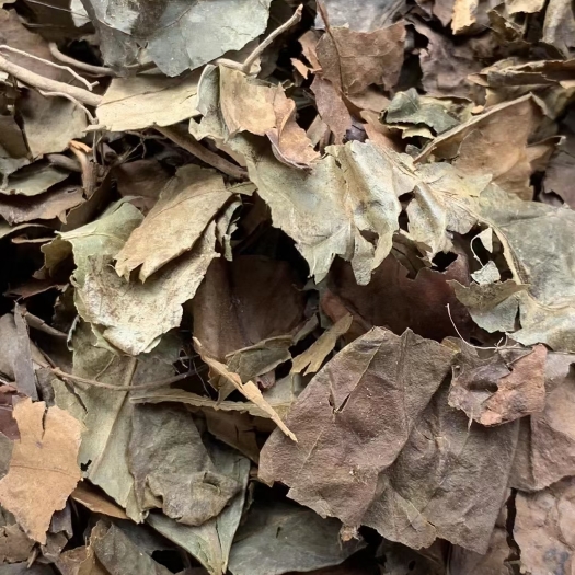 长期供应｛九节茶肿节风｝可批量可零售量大从优【包邮】