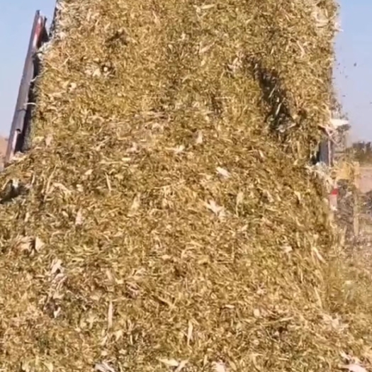 沧县出售大量黄贮，价格便宜，可散可打包，需要联系价格可谈。