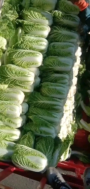 咸阳大白菜上市，预订从速