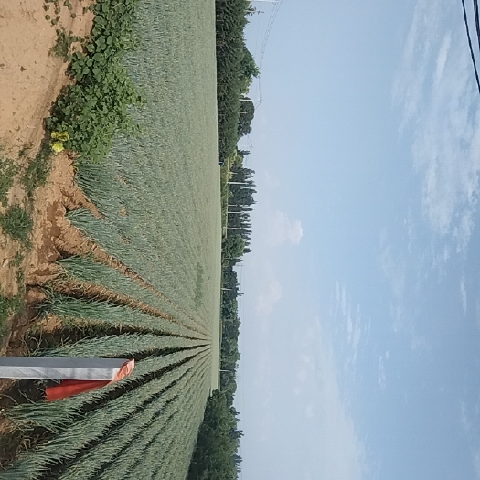 忻州铁杆大葱