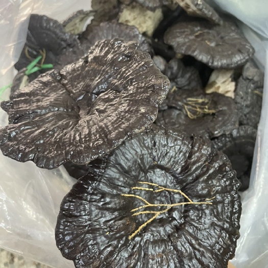 和平县林下种植黑灵芝