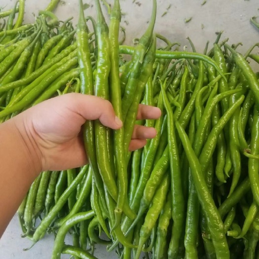 青州市黑线椒.黑条.辣椒.鲜辣椒.加工厂.商超.团购.蔬菜批发市场