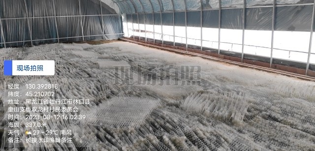 林口县黑龙江省牡丹江林口县交货鲜桑蚕茧5000斤，价格再议