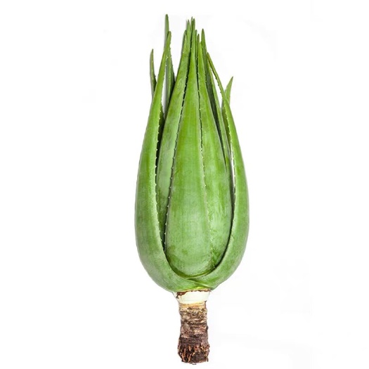 元江县库拉索观赏芦荟整棵