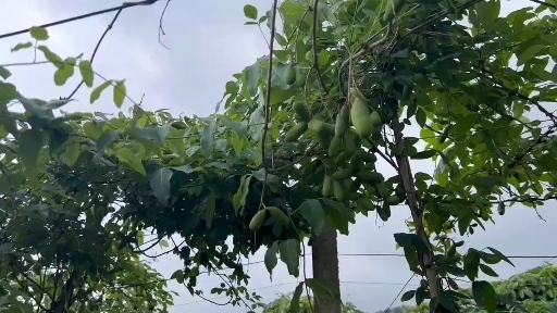 石门县八月瓜