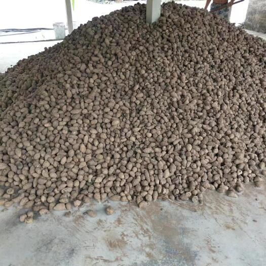 玉林中药材 莪术