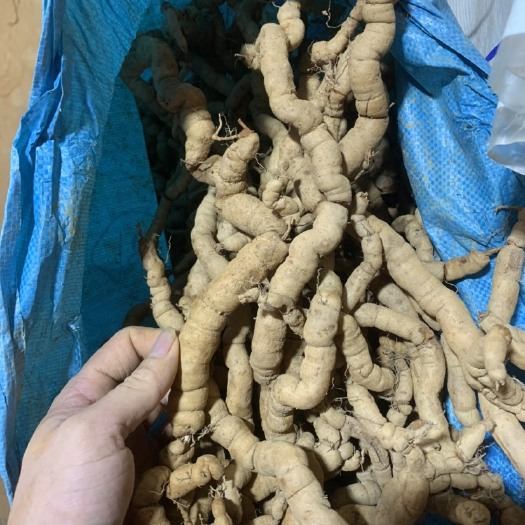阳西县新鲜紫肉修剪巴戟天，大肉老身，健康无硫，大量有货！