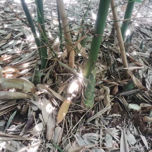 雷州市大量竹笋，保证新鲜，口味鲜嫩，无中间商，欢迎实地查看