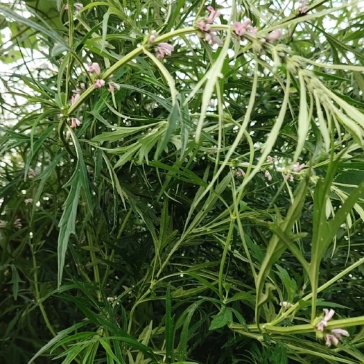 嘉祥县益母草