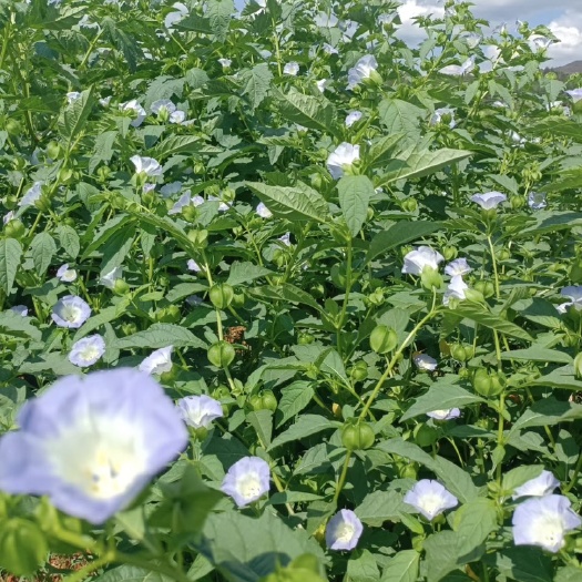 赫章县冰粉籽 木瓜