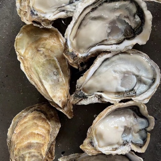 连云港乳山三倍体  连云港发货