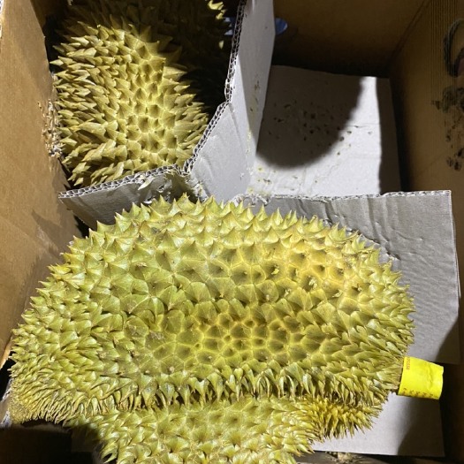 彭州市泰国金枕榴莲，包售后，品质保证！
