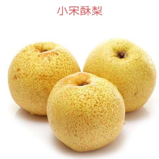 泗县梨子