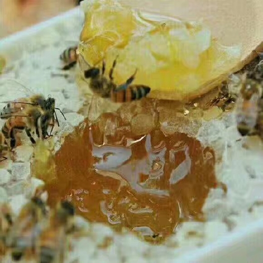 南雄市天然无污染的蜂蜜您值得拥有！