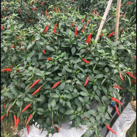 宣威市云南自家种朝天椒自然红没有喷洒农药