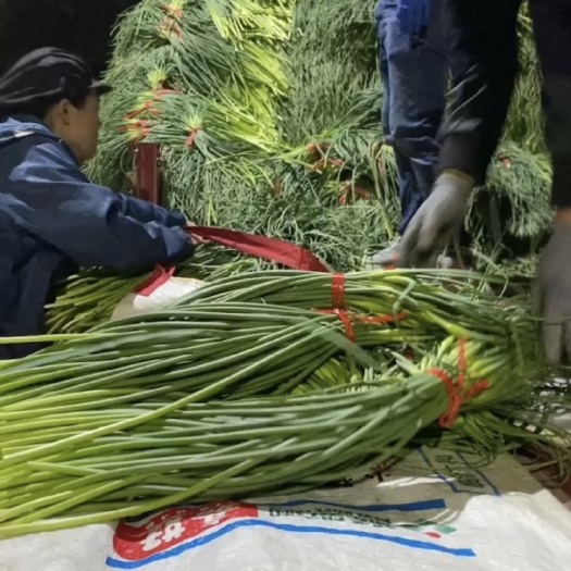 兰陵县山东临沂 苍山蒜苔（自有冷库 长期收购蒜苔 欢迎长期合作）