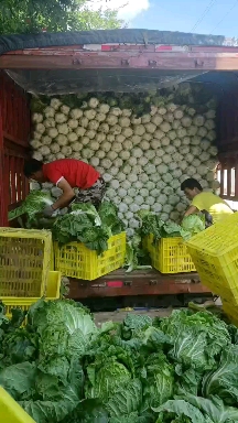 咸阳大白菜上市，预订从速