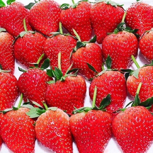【2024现摘现发包邮】云南草莓新鲜应季水果