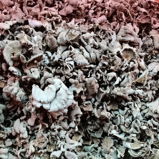 册亨县天然白参菌  （野生天花菌）