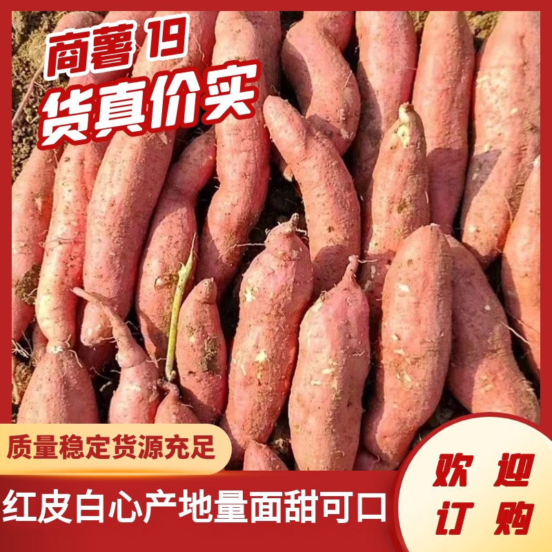 禹州市商薯19红皮白心产地 口感面甜可口